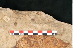Foto (Detailansicht) von Nelumbium buchii Ettingshausen (NHMW-GEO-2024-0188-11575)